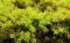 Grimmia leibergii