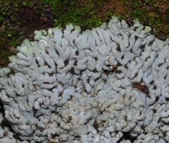 Physcia caesia