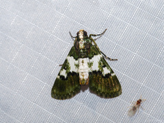 Salma philiasalis