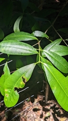 Baloghia inophylla