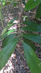 Baloghia inophylla