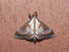 Dausara marginalis