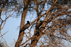 Coracina novaehollandiae