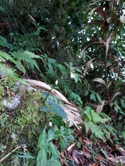 Codonacanthus pauciflorus