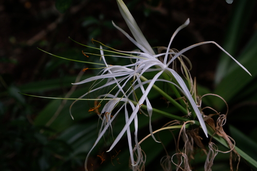 Hymenocallis caribaea, photograph 2