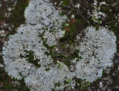 Physcia caesia