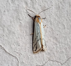 Carcinopodia astrigata