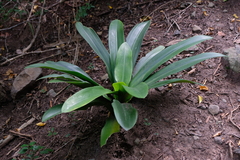 Hymenocallis caribaea