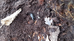 Carabus granulatus interstitialis