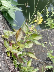 Magnoliopsida