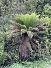 Dicksonia fibrosa