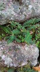 Asplenium ceterach image