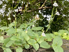 Magnoliopsida