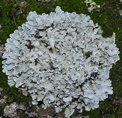 Squamarina cartilaginea