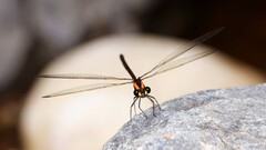 Austroargiolestes chrysoides