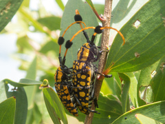 Aristobia approximator