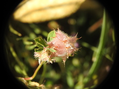 Trifolium resupinatum