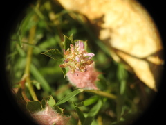 Trifolium resupinatum