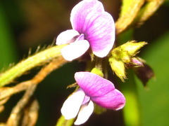 Glycine max soja