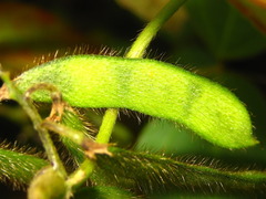 Glycine max soja