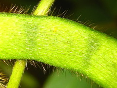 Glycine max soja
