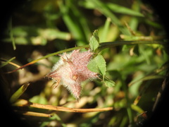 Trifolium resupinatum