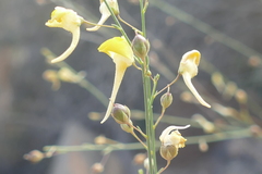 Nanorrhinum