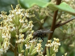 Polleniidae
