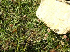 Trifolium resupinatum