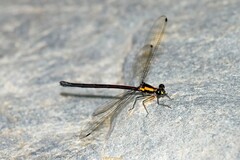 Austroargiolestes chrysoides