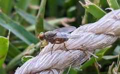 Pygophora apicalis