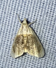 Lipocosmodes fuliginosalis