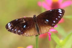 Euploea eunice