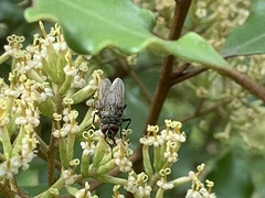 Polleniidae