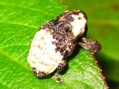 Sternuchopsis trifida