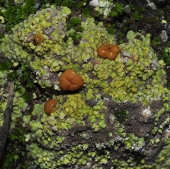 Teloschistaceae