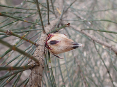 Cylindrococcus casuarinae