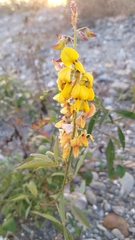 Crotalaria trichotoma