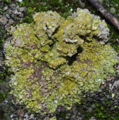 Teloschistaceae
