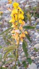 Crotalaria trichotoma