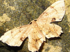 Dysaethria moza