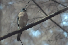 Accipiter soloensis