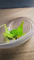 Acantheremus
