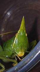 Acantheremus