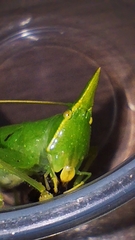Acantheremus