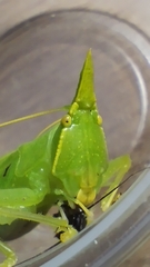 Acantheremus