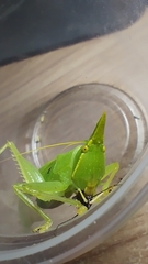 Acantheremus