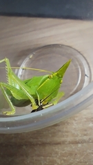 Acantheremus