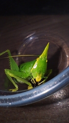 Acantheremus