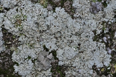 Parmelina tiliacea